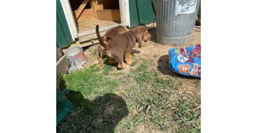 3 Bloodhound puppies left
