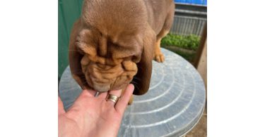 3 Bloodhound puppies left