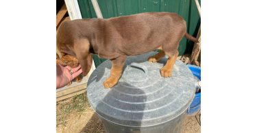 3 Bloodhound puppies left