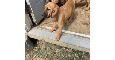 3 Bloodhound puppies left