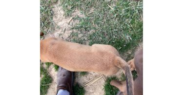 3 Bloodhound puppies left
