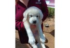 Great Pyrenees/Antolian Shepherd mix last puppy