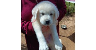 Great Pyrenees/Antolian Shepherd mix last puppy