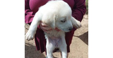 Great Pyrenees/Antolian Shepherd mix last puppy
