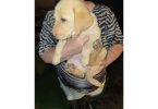 Cheap Goldador puppies