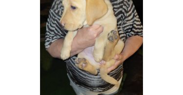 Cheap Goldador puppies