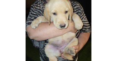 Cheap Goldador puppies