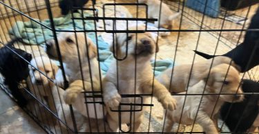 Cheap Goldador puppies
