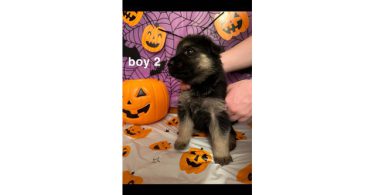 German Shepherds