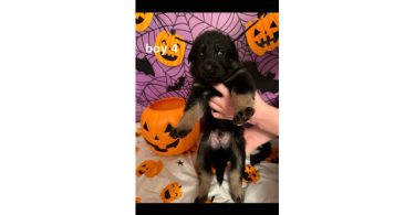 German Shepherds