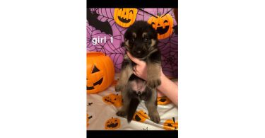 German Shepherds
