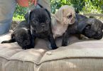 4 Frug puppies available