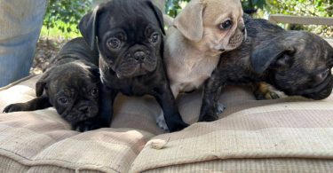 4 Frug puppies available