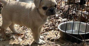 4 Frug puppies available