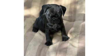 4 Frug puppies available