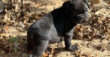 4 Frug puppies available