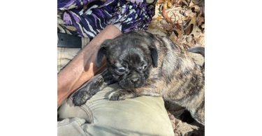 4 Frug puppies available