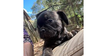 4 Frug puppies available