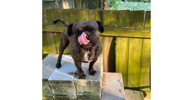 4 Frug puppies available