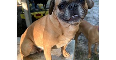 4 Frug puppies available
