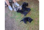 Beautiful Border Aussie puppies for adoption