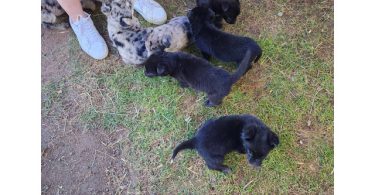 Beautiful Border Aussie puppies for adoption
