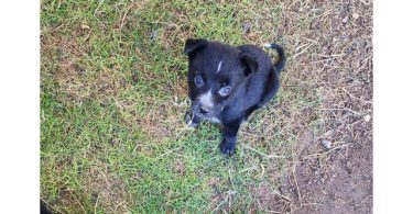 Beautiful Border Aussie puppies for adoption