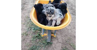 Beautiful Border Aussie puppies for adoption