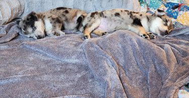 Beautiful Border Aussie puppies for adoption