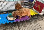 2 Purebred Toy Poodle pups for sale