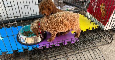 2 Purebred Toy Poodle pups for sale