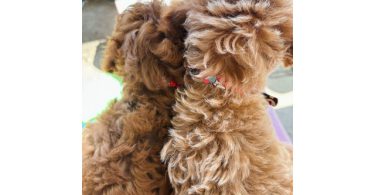 2 Purebred Toy Poodle pups for sale