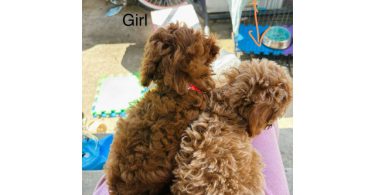 2 Purebred Toy Poodle pups for sale