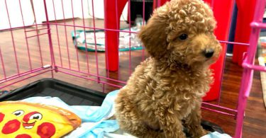 2 Purebred Toy Poodle pups for sale