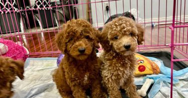 2 Purebred Toy Poodle pups for sale
