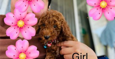 2 Purebred Toy Poodle pups for sale
