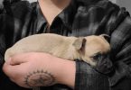 Cute Chihuahua puppies fullblooded
