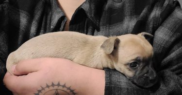 Cute Chihuahua puppies fullblooded