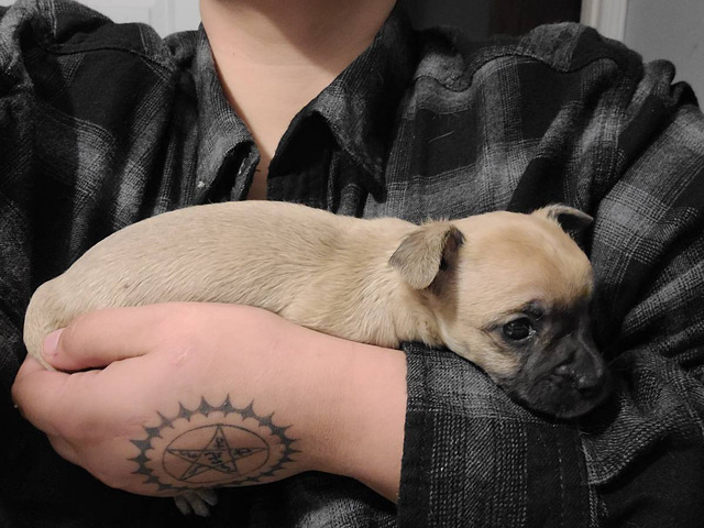 Cute Chihuahua puppies fullblooded