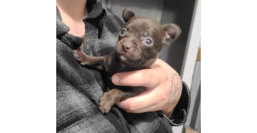 Cute Chihuahua puppies fullblooded