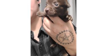 Cute Chihuahua puppies fullblooded