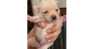 Cute Chihuahua puppies fullblooded