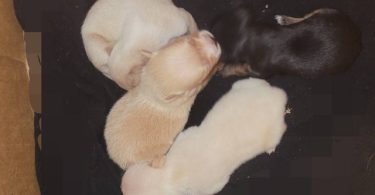 Cute Chihuahua puppies fullblooded