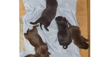 Cute Chihuahua puppies fullblooded