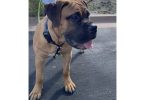 1 yr old Bullmastiff