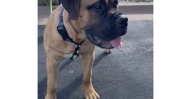 1 yr old Bullmastiff