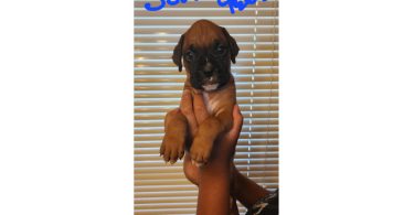 Boxer puppies