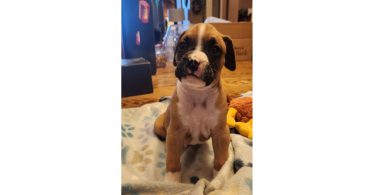 Boxer puppies
