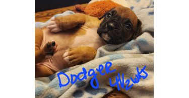Boxer puppies