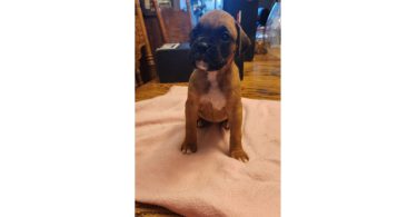 Boxer puppies